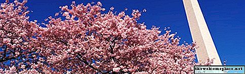 Sådan passer du på et Yoshino Cherry Tree