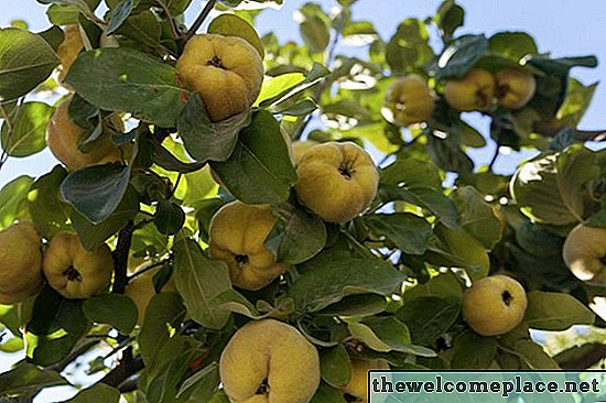 Cómo atrapar la fruta que cae