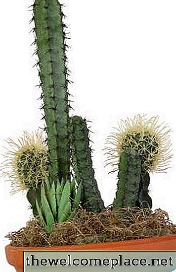 Comment cloner un cactus