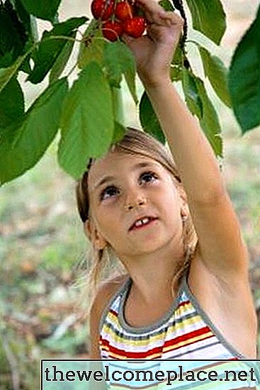 Kako klonirati češnjeva drevesa