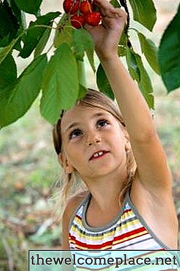 Come clonare alberi di ciliegio