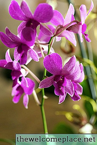 Comment cloner des orchidées