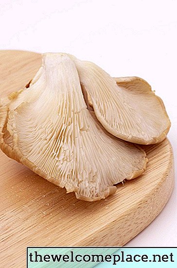 Kuinka kerätä osteri-sieni-itiöitä