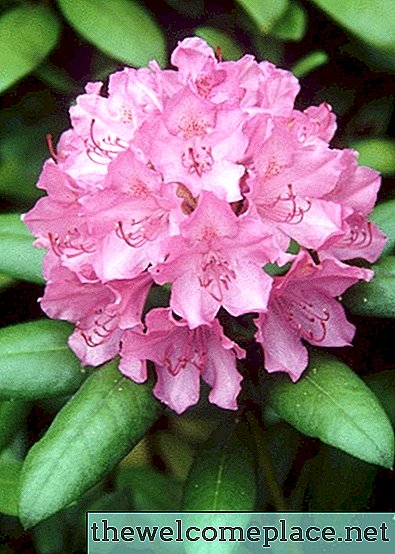 Hoe Rhododendron zaden te verzamelen