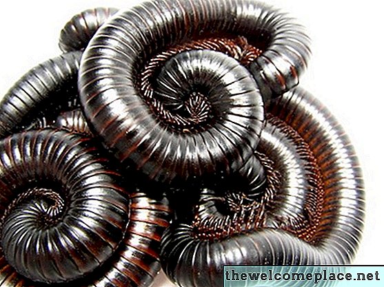 Cách kiểm soát Millipedes trong cây trồng trong chậu