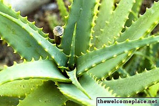 Hvordan lage mat med Aloe Vera-planten