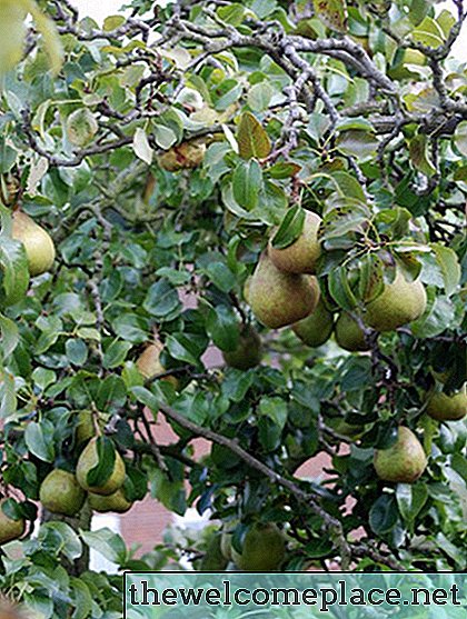 Wie man einen Ayers Pear Tree kreuzbestäubt