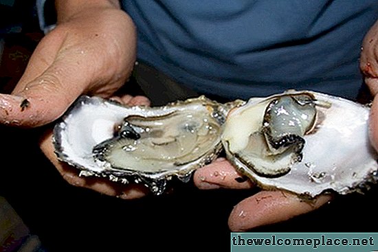 Cómo aplastar las conchas de ostras