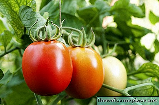 Comment guérir la brûlure de la tomate