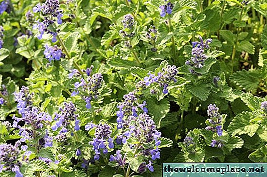 Come tagliare Catmint