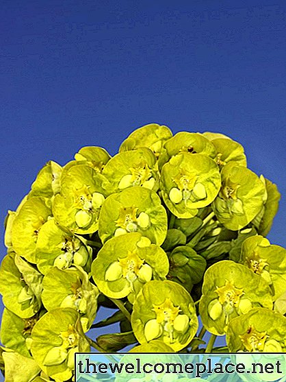 Euphorbia terugdringen