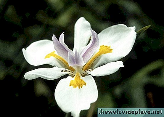 Wie man eine afrikanische Iris zurückschneidet oder beschneidet