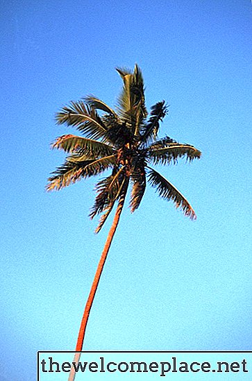 Eine Palme ohne Kettensäge fällen