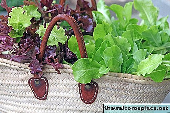 Jak snížit salát tak, aby rostl