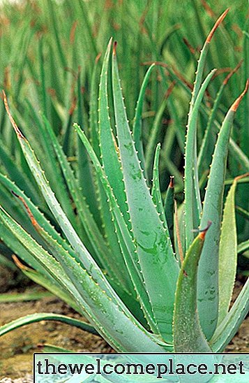 Cómo cortar las espinas de un agave