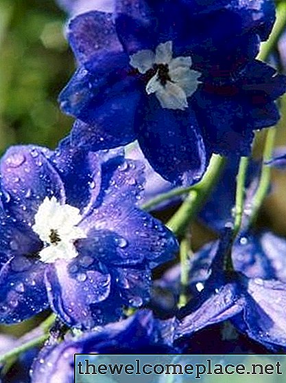 Cómo Deadhead a Delphinium