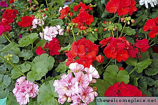 Hvordan Deadhead Geraniums