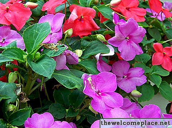 Comment Deadhead Impatiens