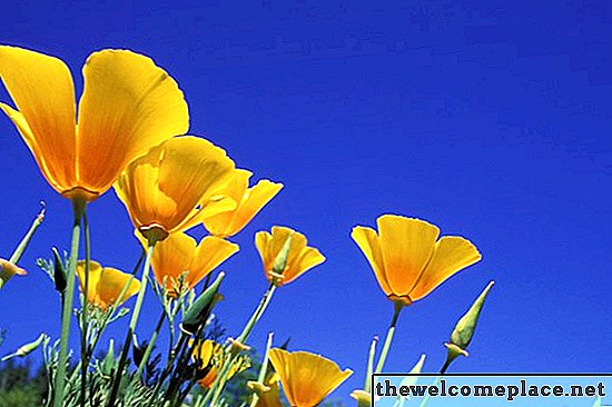 Comment Deadhead Poppies