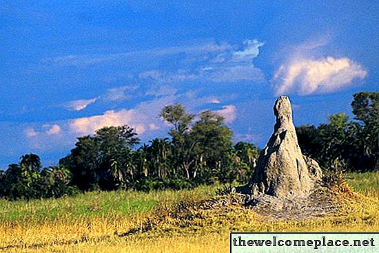 Comment déterminer les termites dans une cour