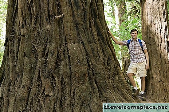 Comment déterminer la valeur des arbres de cèdre