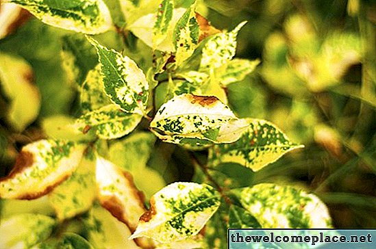 Cómo diagnosticar la causa de las manchas amarillas en las hojas