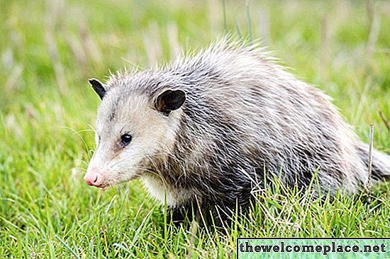 Wie man ein totes Opossum entsorgt