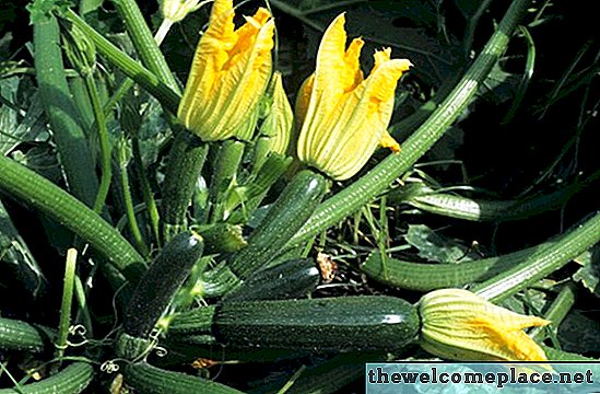 Hoe onderscheid te maken tussen mannelijke en vrouwelijke courgettebloemen