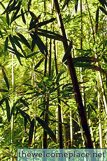 Wie man schwarzen Bambus teilt und transplantiert