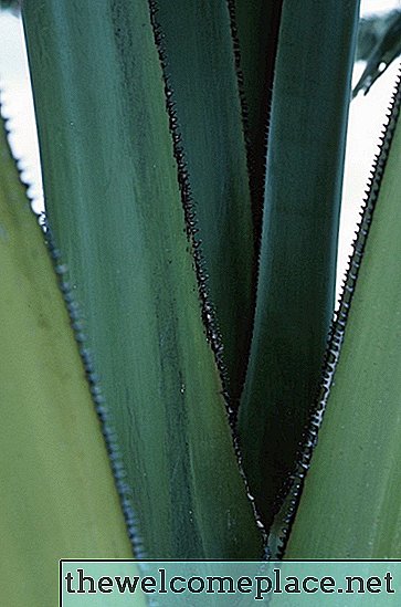 Wie man Aloe Vera Blätter trocknet