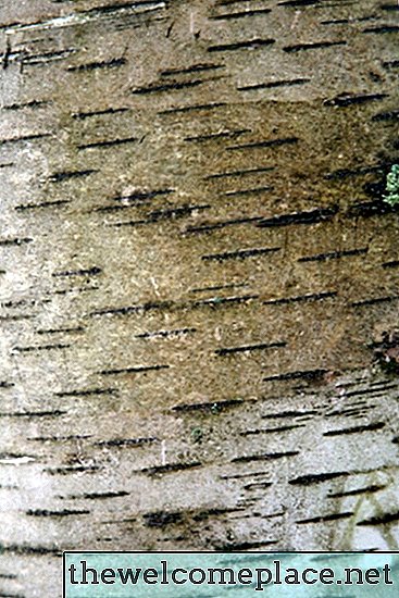 Sådan tørres birketræ