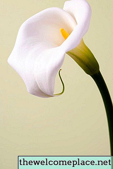 Wie man Calla-Lilien-Blumen trocknet