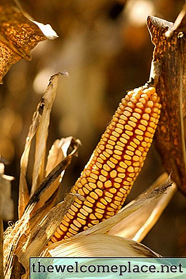 Hvordan tørke mais på kobben for fôring av fugler