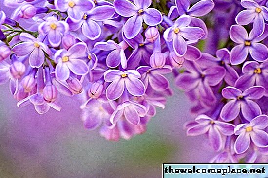 Comment faire sécher des fleurs lilas