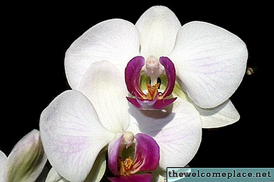 Hoe orchideebloemen te verven