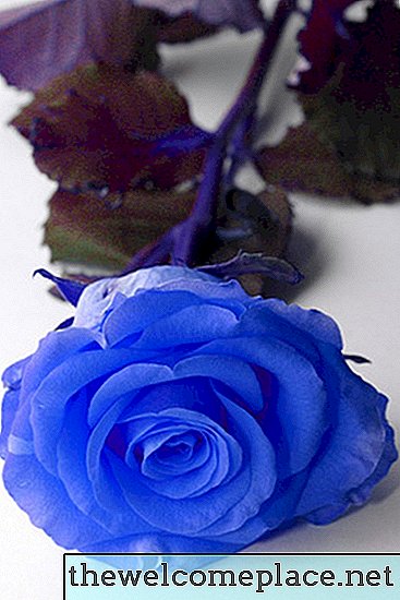 Cómo teñir rosas blancas azules