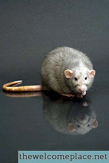 Hur man eliminerar råttor med blommor för mjukgörare