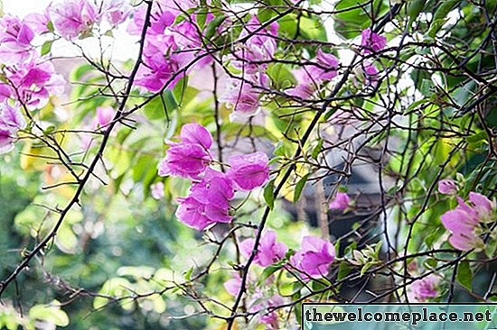 Cómo alentar a la buganvilla a florecer