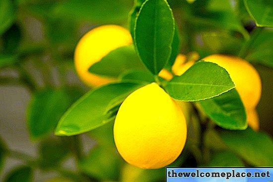 Cum să Espalier un Lemon Tree