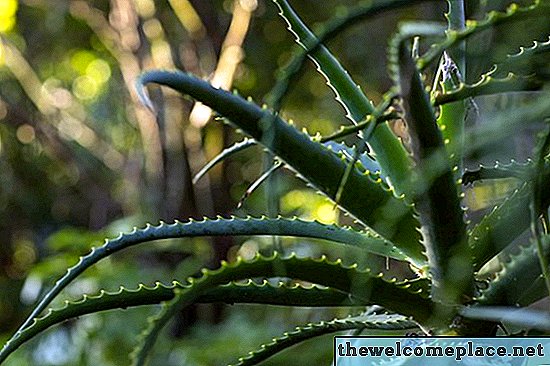 Como extrair Aloe de plantas de Aloe Vera