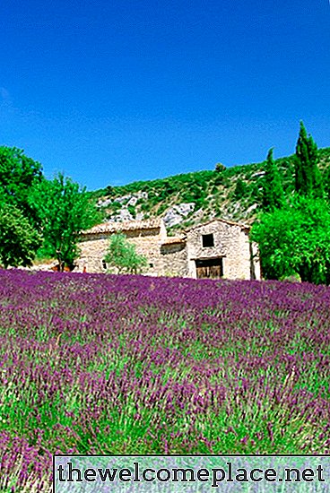 Comment extraire l'huile des plantes