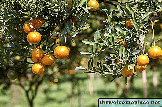 Kako gnojiti citrusna drevesa