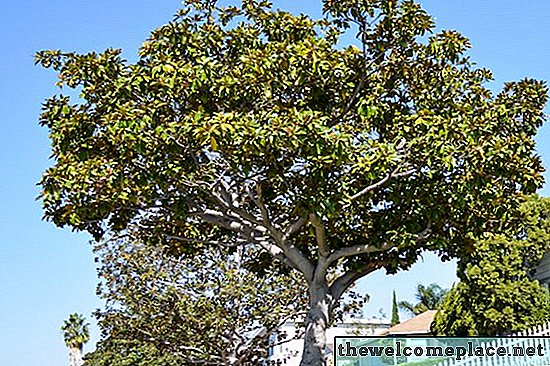 Comment fertiliser les arbres de Magnolia