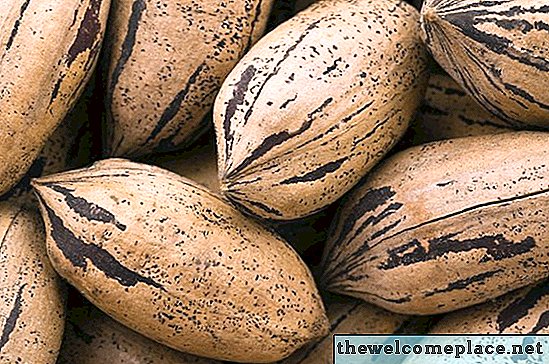 Comment fertiliser un arbre de noix de pécan