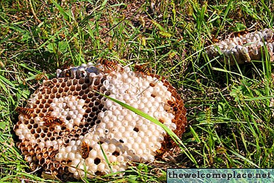 Kuinka löytää mehiläispesät
