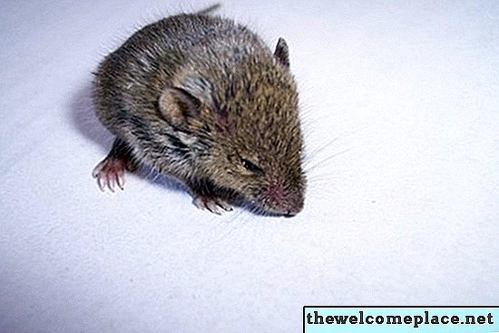 Làm thế nào để tìm một cái lỗ nơi chuột đến từ trong nhà