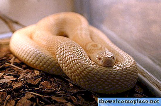 Evde gevşek bir yılan nasıl bulunur