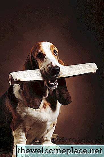 Kuidas parandada koerte rebenenud vaipa