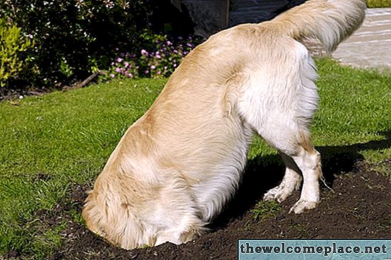 كيفية إصلاح الثقوب الكلب في العشب