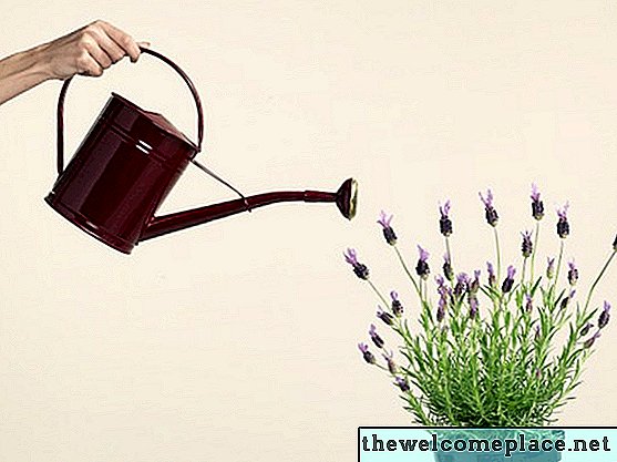 Kuinka korjata laventelikasvi, joka muuttuu harmaaksi alhaalta